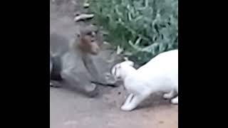 Monkey Vs Cat | Funny Monkey Vs Naughty Cat | #shorts #viral #wildlife