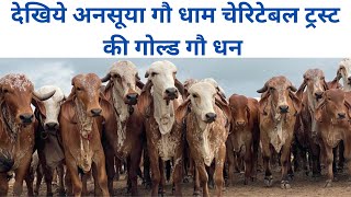 ANSUYA GAU DHAM CHARITABLE TRUST/Gaudhuli ansuya gir gaushala #gaumata #gauseva #gaushala #virul