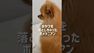 おやつが落ちて悲しいポメラニアン #shorts  #おやつ #癒し動画