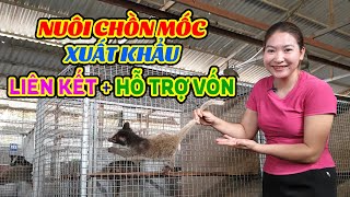 Chăn Nuôi Chồn Mốc Để Xuất Khẩu Nước Ngoài Liên Kết và Hỗ Trợ Vốn Cho Bà Con Chăn Nuôi