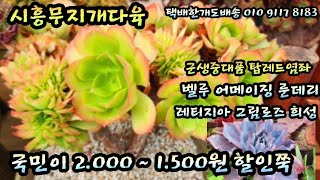 #시흥무지개다육#군생중대품#국민이1500#키스오브#모닝듀#희성#어메이징#라울#퓨어러브#핑크프릴#카시오적금#수미미티#캉캉#흑장미#루비틴트