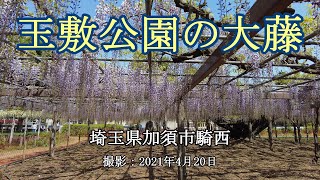 玉敷公園の大藤 [4K] Large Wisteria in Tamashiki Park