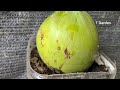 tips for growing coconuts