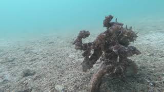 會走路的八爪魚－ 探索香港水底世界