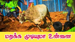 சாம்பிராணி பட்டி காளையின் புகழ் பிடித்தாலும் பிடி கொடுக்காதவன் | jallikattu official