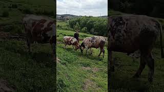 Sevtap Tosunu Tanımaya Çalışıyor