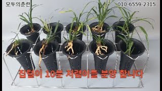 05.27 집털이 해온 무명품 10분 저렴히 종자하세요