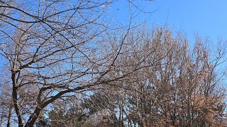 Live 산책 | 한파주의보 체감온도 -10도?  | 맑음 최고1°/최저-6° #december #sunday #healingmusic #naturewalking