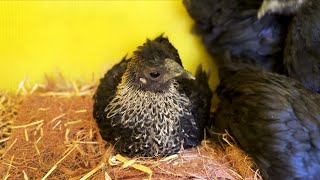 The Birth of a Big Family 🐣 Adult birds and chicks together!