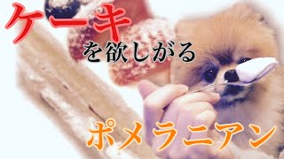 [ポメラニアン犬]飼い主が食べるケーキを欲しがるポメラニアン #Shorts