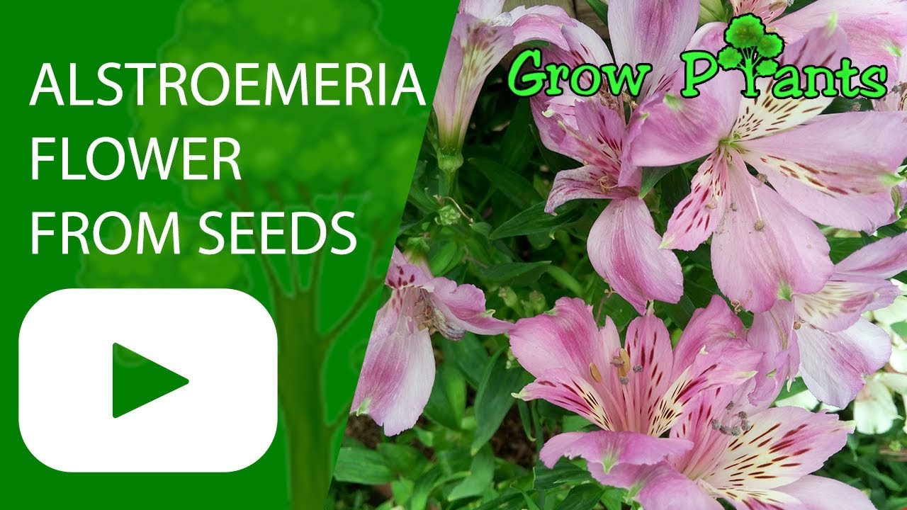 Alstroemeria Flower From Seeds Youtube