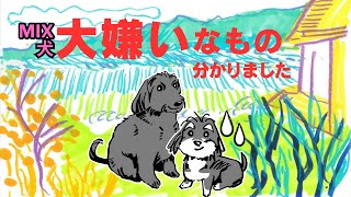 まさかのハプニング！チワマルックスの大嫌いなもの発見😓（実は飼い主も大嫌いです）