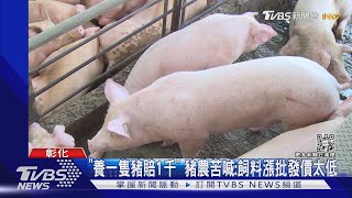 「養一隻豬賠1千」 豬農苦喊:飼料漲批發價太低｜TVBS新聞