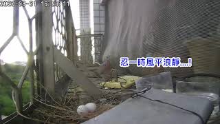 【斑鳩劇場】斑鳩孵蛋交班