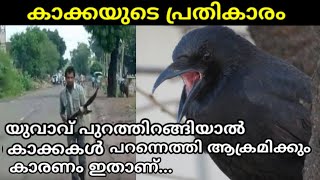 കാക്കയുടെ പ്രതികാരം|Crow attack against siva kewat|Crow Revenge story malayalam|Facts