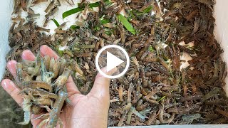 កូនបង្កងអូស្រ្តាលីទឹកសាប Freshwater Australian baby lobster🦞📱085454021