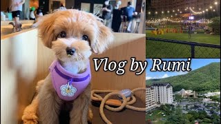 [루미Vlog] 애견동반호텔 소노펫 홍천 1박2일 여행 브이로그/강아지첫계곡경험/애견호텔추천(내돈내산)