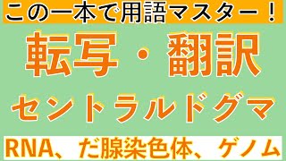 【用語をこの一本でマスター!!】転写・翻訳・セントラルドグマ〔高校生物、生物基礎、2023年度版〕