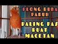 LANGSUNG RESPON! 100% efektif buat pancingan Anis merah bisu macet total biar bunyi kembali 