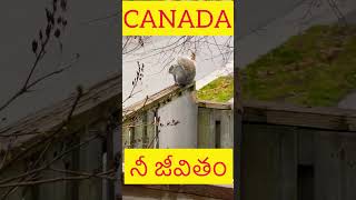 నీ జీవితం Canada లో మచ్చాస్ | Telugu vlogs | Motivation Speech