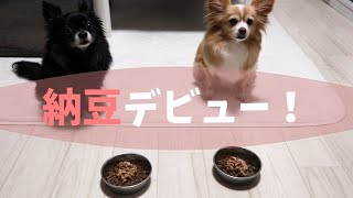 【惨事】ミックス犬が初めて納豆を食べる Eat natto for the first time