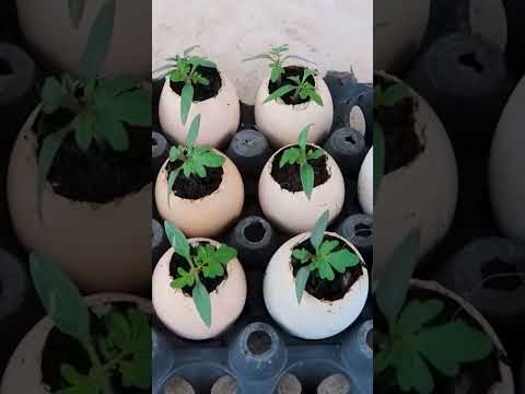 Growing tomato plants at home: tips and tricks for a bountiful harvest!