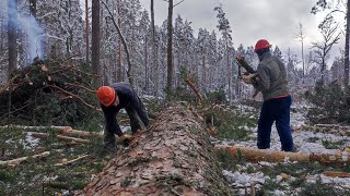 Валка дерева в отрезе 57см Бензопила Stihl MS 361