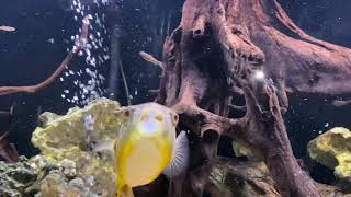 Tetraodon MBU puffer eating another giant crayfish