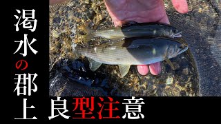 【友釣り】長良川郡上！大渇水状態で釣れるのか！？良型注意！