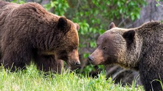 Grizzly Bears Mating in Canada's Rockies