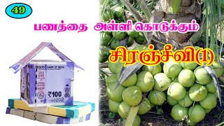 பணத்தை அள்ளி கொடுக்கும் சிரஞ்சீவி (1)!!!#coconut #agriculture #farmer#fertilizer#pasumaibhoomi