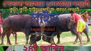 পেনাদা আসরে২ নং কাড়া লড়াই #penada kara larai 2no