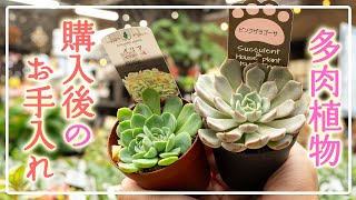 【園芸店へ行ってみた！】多肉植物を連れて帰ったらまずはこう！