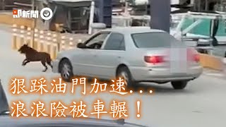 狠踩油門加速！浪浪險遭轎車輾　嚇到「狂吠、逃命」惹心碎｜寵物動物｜流浪狗｜虐狗