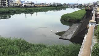 久万川日記133 夏の久万川の散策です．The Kuma River daily walk in Summer.