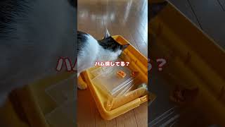 天国へ行ったハムスターを探す猫 #shorts #猫