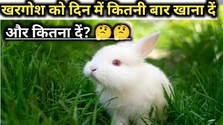 खरगोश को दिन में कितनी बार और कितना खाना देना चाहिए? Healthy Food For Rabbits.