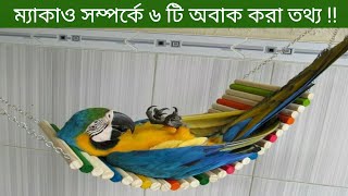 ম্যাকাও পাখির অজানা রহস্য | Amazing Facts About Macaw | ম্যাকাও পাখি পালন