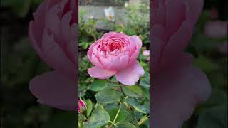 David Austin The Alnwick Rose #loveroses #rose #flower #floweringgarden