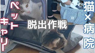 脱出瞬間映像　病院嫌い猫　キャリーバックから大脱出＃short