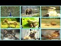 50 Animals Sound Learning 🐒🐪🦏