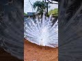 peacock मोर 孔雀 طاووس أبيض سبحان الخالق