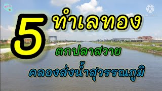 5 ทำเลทอง ตกปลาสวาย คลองส่งน้ำสุวรรณภูมิ l สุดปัง #27