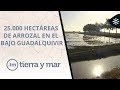 Tierra y mar | Renace el arrozal con la llegada de las lluvias