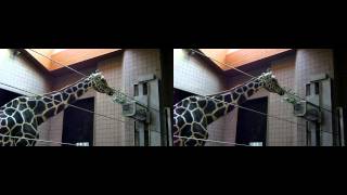 [3D+Binaural]キリンさんの目の前ご飯タイム (Giraffe takes a meal in front of the eyes.)