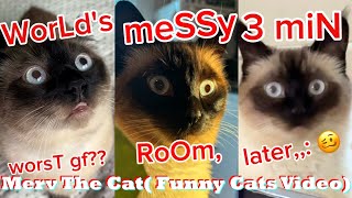 New Talking Cat TikTok Videos | Merv The Cat Compilation 2025 ( Funny Cats Video)