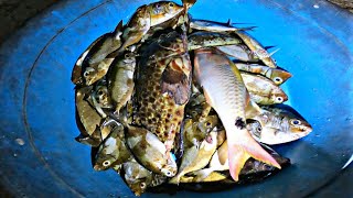 Spearfishing at night catch and cook in dry🥰🤑😍#spearfishingadventures #seafood