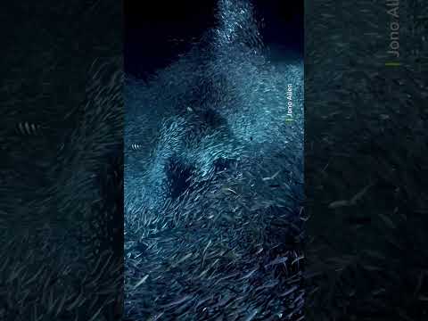 How would you describe a fish swimming?