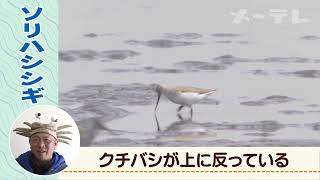 【藤前干潟の生き物たち】ソリハシシギ（学名Xenus cinereus）　うごく生き物ずかん