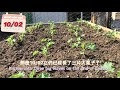 super nutritious healthy greens kale ｜super easy to grow kale at home羽衣甘蓝 超级营养健康蔬菜｜在家种羽衣甘蓝超级简单